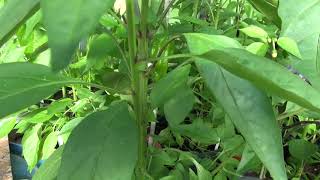 âŸ¹ Italian Pepperoncini Pepper Capsicum annuum [upl. by Denyse310]