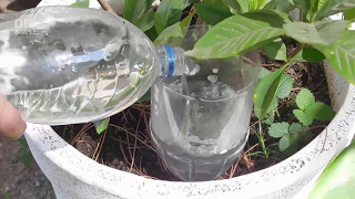 How to water plants when on vacation [upl. by Randolph]