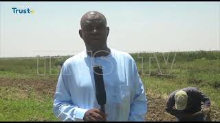 QUELEA BIRDS INFESTATION Rice Farmers Ask For Governments Intervention  TRUST TV [upl. by Pease246]