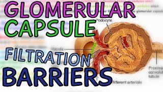 The Glomerular Capsule  Glomerulus  Filtration Barriers  Podocytes  Fenestrae [upl. by Ssor]