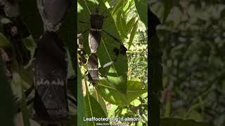 Leaffooted bug in almond [upl. by Monson634]