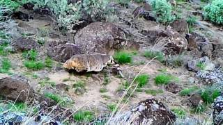 Bruneau River Badger [upl. by Anawqahs127]