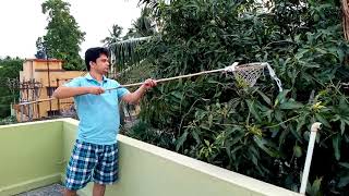 How to pick mangoes from garden  Mango plucking  Mango harvesting at home [upl. by Ydoj923]