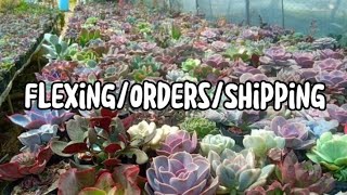 We Have Succulent Na Available na Pobuy now Shipping later succulents succulentforsale souvenir [upl. by Etireuqram]