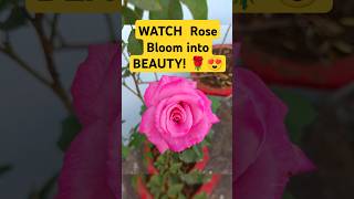 WATCH Rose Bloom into BEAUTY reels shorts viralvideo ytshort garden flowers floweringplants [upl. by Aes]