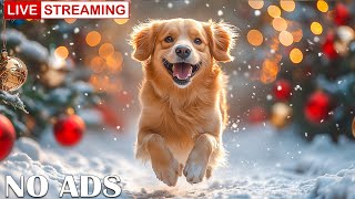 🔴12 Hours of Healing Music for Dogs 💖 Calming Music For Dogs💖Cure Separation Anxiety 🐶 [upl. by Onnem]