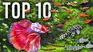 The BEST Mates for Betta Fish in Community Tanks [upl. by Beaston]