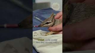 Numbat 🦨 The Rarest Animals on Earth shorts [upl. by Oicatsana478]