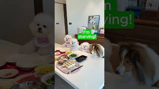 Try Not to Laugh Challenge Funny Dogs Video🤣 trending viralvideo funny [upl. by Eleets2]