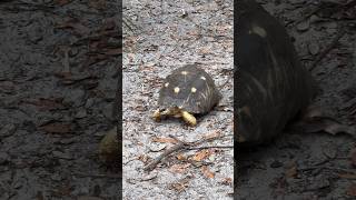 Radiated tortoise [upl. by Retnyw672]