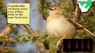 Rattling Cisticola [upl. by Jenei931]