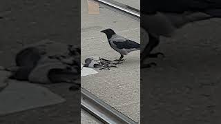 Raven eats a pigeon [upl. by Sorel]