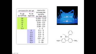 Electroforesis geles de agarosa y poliacrilamida DNA RNA Proteínas coomassie plata BrEtidio [upl. by Federico]