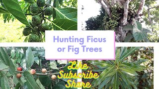 Hunting Ficus or Fig Trees of the Philippines ficus ficusplant figtree plants plantito buhi [upl. by Duff]