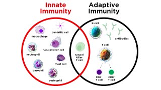 Introduction to Innate Immunity [upl. by Yelak322]