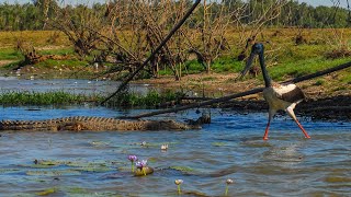 Wonders Of A Billabong [upl. by Kirshbaum112]