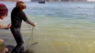 Sausalito Herring Spawn [upl. by Hsirehc]