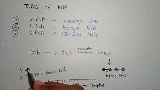 Types of RNA  function of mRNA  function of tRNA  function of rRNA  different rna in cell [upl. by Eceinert]