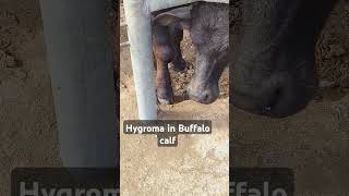 Hygroma in Buffalo calf [upl. by Dedrick]