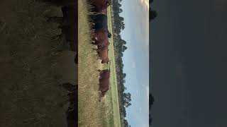 Cows attack feral pig Part 1 [upl. by Ariahaj]