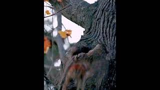 Cape Cod Screech Owl Takeoff🦉 [upl. by Inacana553]