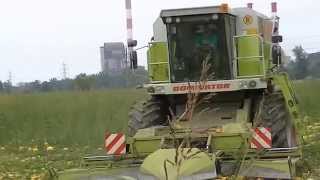 Herbst Zeit ist ernte Zeit in der Steiermark Kürbis Vollernter UmgebauterMähdrescher Teil 12 [upl. by Corine467]