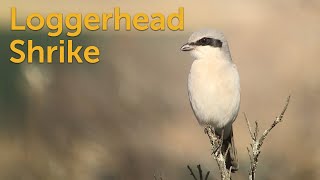 Loggerhead Shrike Butcherbird [upl. by Nosae]