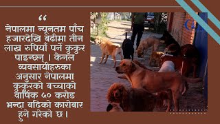 सोख र सुरक्षाका लागि कुकुर पाल्नेहरु बढ्दै । CIN Report  Dog Business  Rajan Ruchal [upl. by Stempson565]