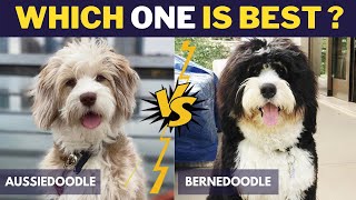 Aussiedoodle vs Bernedoodle  Comparison Between Two Dog Breeds [upl. by Nhguaved]