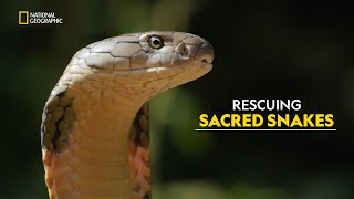 King Cobra Rescue  Search For King Cobra  हिंदी  S1  E1  Nat Geo [upl. by Edrea]