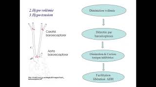 ENDOCRINOLOGIE diabète insipide cours  td cas clinique de hirsutisme [upl. by Amalita]