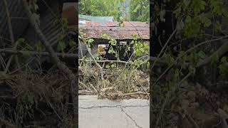 Flooding in Asheville NC Aftermath 11 [upl. by Tnert2]