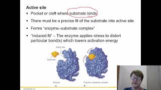 BIOL 1406 Chapter 6 Part 4 [upl. by Olram]