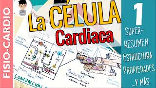 LA CÉLULA CARDÍACA Propiedades Estructura CONTRACCIÓN Mecanismos Fisiología Cardíaca 1 [upl. by Ayocal]