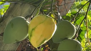 Mukbang Mangga sa Puno Indian Mango sa Probinsya [upl. by Zoarah385]