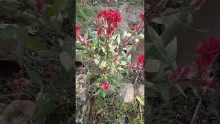 Flower Hindi song videoshortvideo [upl. by Opaline28]