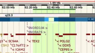 Patches and Haplotypes in the Human Genome [upl. by Jillana]