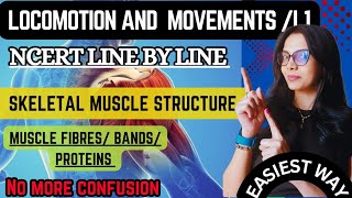 Skeletal Muscle Structure Simplified Actin amp Myosin StructureBiology NCERT Line by Line [upl. by Vacla]