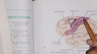 Functional areas of Cerebrum localization frontallobeareas part1 [upl. by Marelda667]