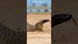 Inland Taipan  The Most Venomous Snake On Earth [upl. by Tutto]