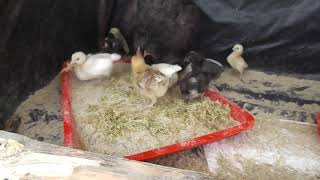 Preparing Hydroponic Fodder Meal for Young Chicks chicken pigs and cows [upl. by Fernandes298]