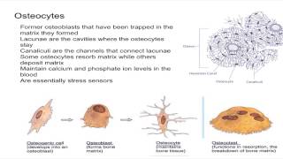 Osteocytes [upl. by Gerianne328]