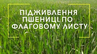 Підживлення пшениці по флаговому листу карбомідом і сульфатом магнію [upl. by Ainez]