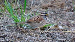 Whitethroated Sparrow Montaña de Oro Los Osos CA [upl. by Aidole]