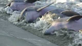 Dolphins Strand Feeding Seabrook SC [upl. by Yolanda752]