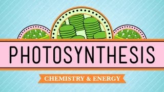 Photosynthesis Crash Course Biology 8 [upl. by Annodahs]