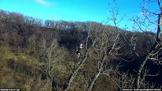 Minnesota Nongame Wildlife Eagle Cam 112624 Nancy and Beau 2 of 5 [upl. by Nnaacissej]