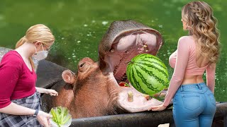 Hippo eat Watermelon  Best Laugh Animals video compilations [upl. by Anirbac]