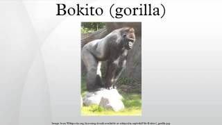 Bokito gorilla [upl. by Velda]