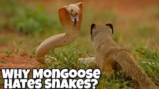 Why Are Mongoose Snakes Enemy Mongoose vs King Cobra Fight Analysis [upl. by Dougal]